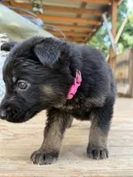 Dark Pink collar , a female German Shepherd Dog for sale in Simpsonville, SC – 1 of 3