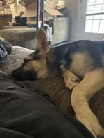 Zeus , a male German Shepherd Dog for sale in Simpsonville, SC – 2 of 2