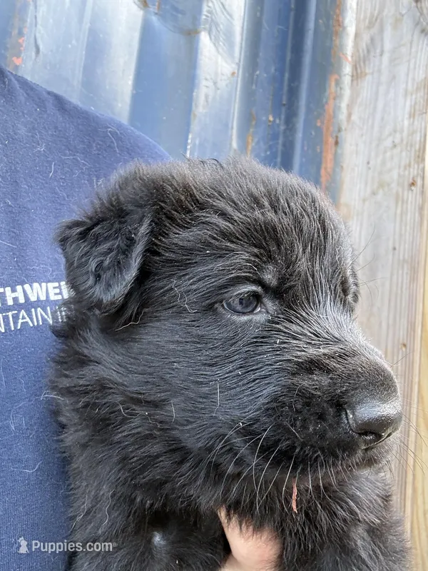 Purple collar – German Shepherd Dog puppy for sale in Simpsonville, SC