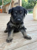 Red collar, a male German Shepherd Dog for sale in Simpsonville, SC – 3 of 4