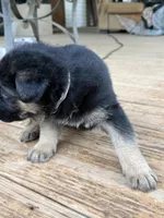 Orange Collar, a female German Shepherd Dog for sale in Simpsonville, SC – 2 of 5