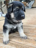 Orange Collar, a female German Shepherd Dog for sale in Simpsonville, SC – 5 of 5