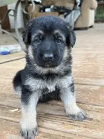 Orange Collar, a female German Shepherd Dog for sale in Simpsonville, SC – 1 of 5