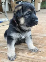 Orange Collar, a female German Shepherd Dog for sale in Simpsonville, SC – 3 of 5