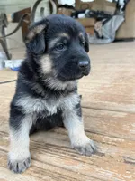 Orange Collar, a female German Shepherd Dog for sale in Simpsonville, SC – 4 of 5