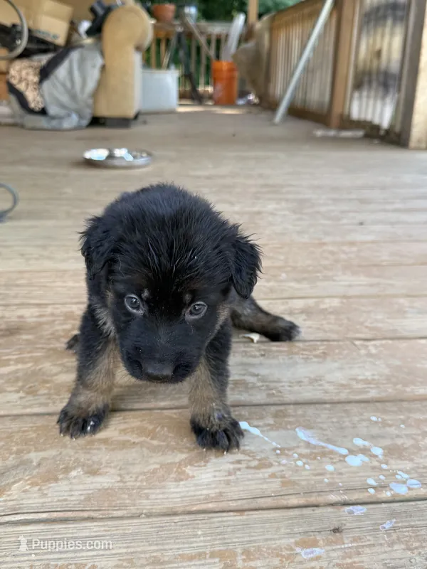 Green Collar – German Shepherd Dog puppy for sale in Simpsonville, SC