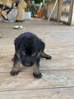 Green Collar, a female German Shepherd Dog for sale in Simpsonville, SC – 1 of 3