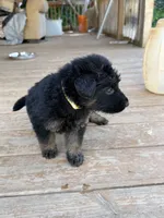 Yellow collar, a female German Shepherd Dog for sale in Simpsonville, SC – 2 of 2
