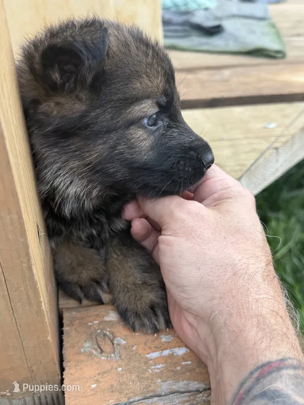 Blue Collar – German Shepherd Dog puppy for sale in Simpsonville, SC