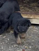 Green Collar , a female German Shepherd Dog for sale in Simpsonville, SC – 2 of 2