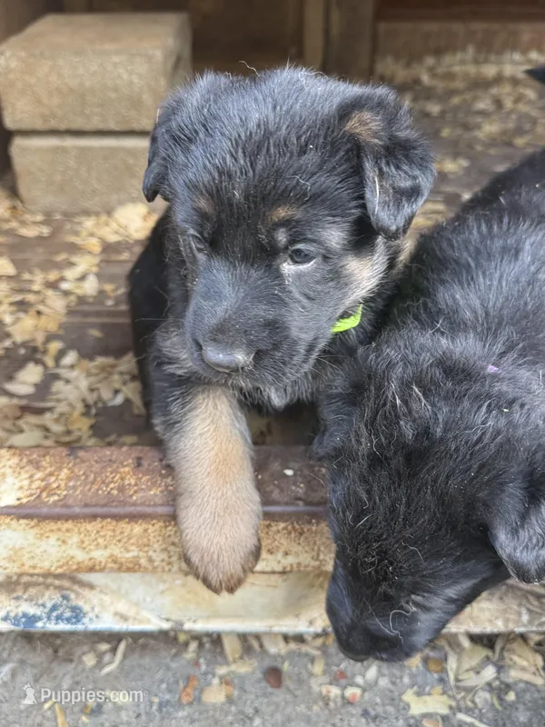 Green Collar  – German Shepherd Dog puppy for sale in Simpsonville, SC