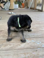 Green Collar, a female German Shepherd Dog for sale in Simpsonville, SC – 2 of 3