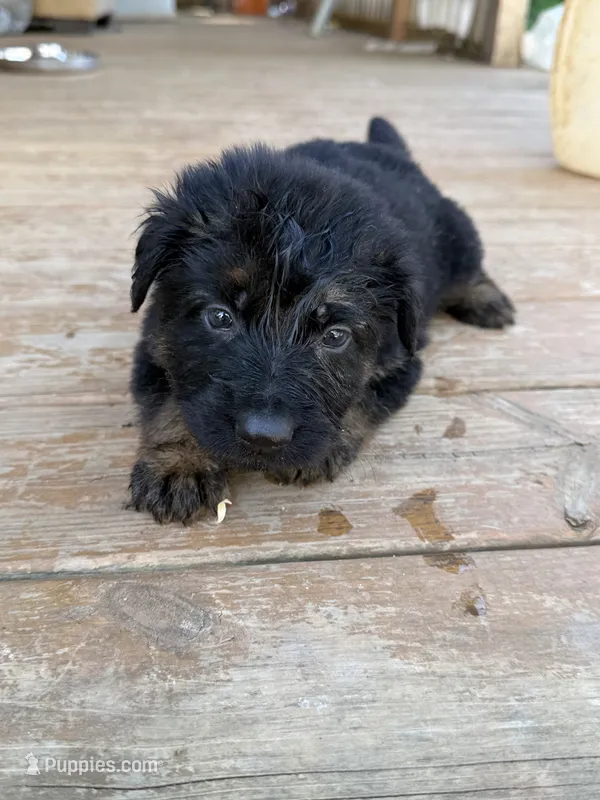 Yellow collar – German Shepherd Dog puppy for sale in Simpsonville, SC