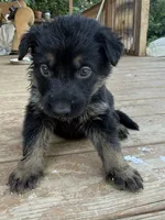 Red collar, a male German Shepherd Dog for sale in Simpsonville, SC – 1 of 4