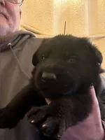 Red collar, a male German Shepherd Dog for sale in Simpsonville, SC – Photo 3 of 3