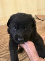 Red collar, a male German Shepherd Dog for sale in Simpsonville, SC – Photo 2 of 3