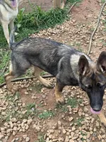 Rocco, a male German Shepherd Dog for sale in Fountain Inn, SC – 3 of 3