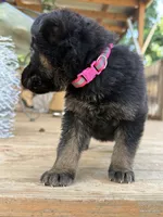 Dark Pink collar , a female German Shepherd Dog for sale in Simpsonville, SC – 3 of 3