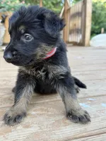 Red collar, a male German Shepherd Dog for sale in Simpsonville, SC – 4 of 4