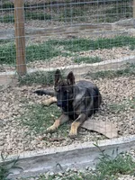 Rocco, a male German Shepherd Dog for sale in Fountain Inn, SC – 2 of 3