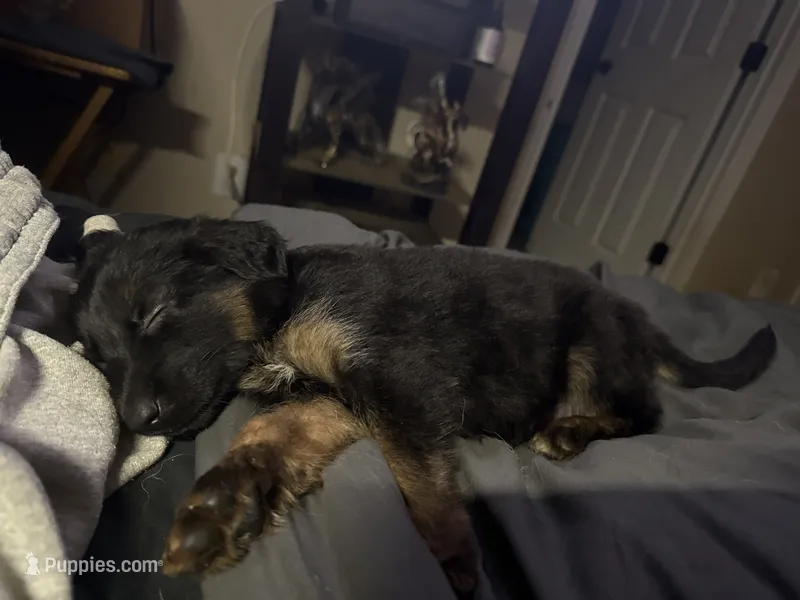 Green Collar – German Shepherd Dog puppy for sale in Simpsonville, SC