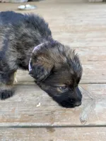 Light Pink collar, a female German Shepherd Dog for sale in Simpsonville, SC – 3 of 3