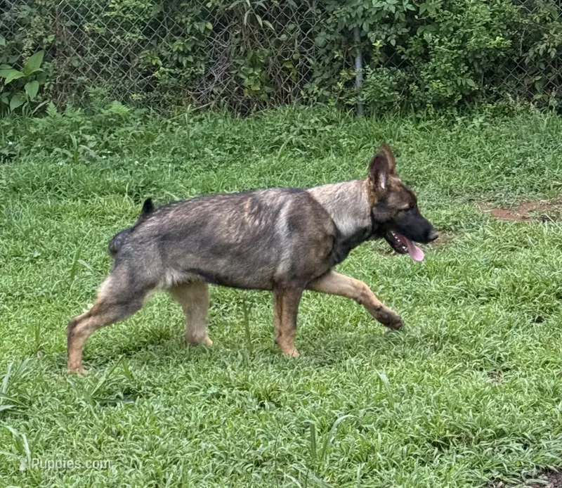 Rocco – German Shepherd Dog puppy for sale in Fountain Inn, SC