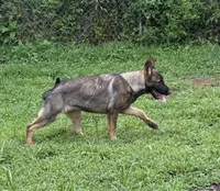 Rocco, a male German Shepherd Dog for sale in Fountain Inn, SC – 1 of 3