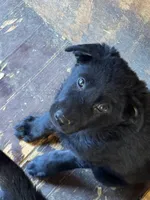 Lt blue collar , a male German Shepherd Dog for sale in Simpsonville, SC – Photo 1 of 2