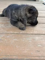 Blue Collar, a male German Shepherd Dog for sale in Simpsonville, SC – 4 of 4