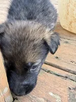 Blue Collar, a male German Shepherd Dog for sale in Simpsonville, SC – 3 of 4