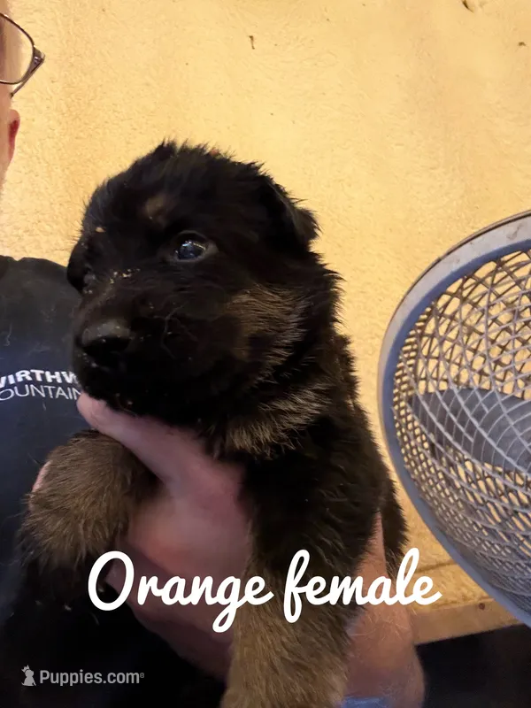 Orange Collar  – German Shepherd Dog puppy for sale in Simpsonville, SC