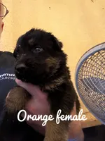Orange Collar , a female German Shepherd Dog for sale in Simpsonville, SC – 1 of 1