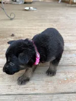 Dark Pink collar , a female German Shepherd Dog for sale in Simpsonville, SC – 2 of 3
