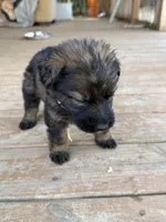 Light Pink collar, a female German Shepherd Dog for sale in Simpsonville, SC – 2 of 3