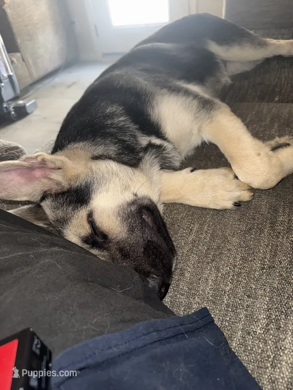 Zeus  – German Shepherd Dog puppy for sale in Simpsonville, SC