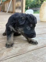Red collar, a male German Shepherd Dog for sale in Simpsonville, SC – 2 of 4