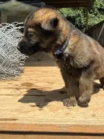 Blue Collar, a male German Shepherd Dog for sale in Simpsonville, SC – 2 of 4