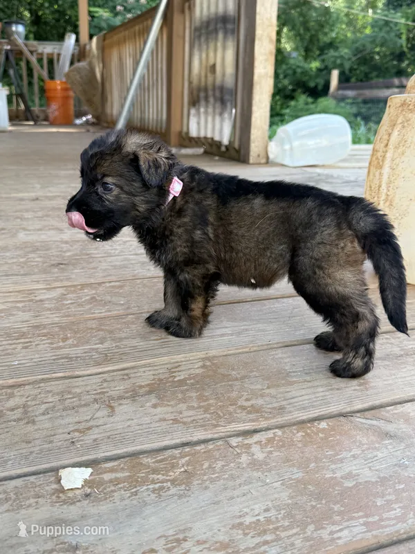 Light Pink collar – German Shepherd Dog puppy for sale in Simpsonville, SC