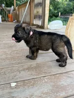 Light Pink collar, a female German Shepherd Dog for sale in Simpsonville, SC – 1 of 3