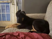 Niko, a male German Shepherd Dog for sale in Simpsonville, SC – Photo 6 of 9