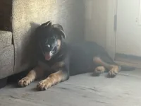 Niko, a male German Shepherd Dog for sale in Simpsonville, SC – Photo 9 of 9