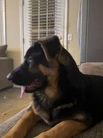 Niko, a male German Shepherd Dog for sale in Simpsonville, SC – Photo 2 of 9