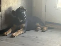 Niko, a male German Shepherd Dog for sale in Simpsonville, SC – Photo 4 of 9