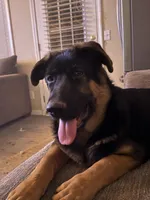 Niko, a male German Shepherd Dog for sale in Simpsonville, SC – Photo 1 of 9