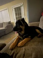 Niko, a male German Shepherd Dog for sale in Simpsonville, SC – Photo 5 of 9