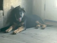 Niko, a male German Shepherd Dog for sale in Simpsonville, SC – Photo 8 of 9