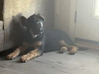 Niko, a male German Shepherd Dog for sale in Simpsonville, SC – Photo 7 of 9