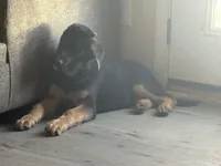 Niko, a male German Shepherd Dog for sale in Simpsonville, SC – Photo 3 of 9