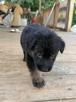 Green Collar, a female German Shepherd Dog for sale in Simpsonville, SC – 3 of 3